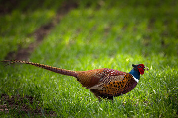 Pheasant feeding on field in sunset
