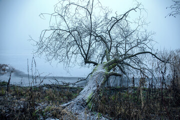 tree in the forest