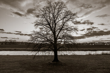 sylwetka drzewa na tle wieczornego nieba © Henryk Niestrój
