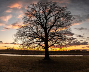 sylwetka drzewa na tle wieczornego nieba © Henryk Niestrój