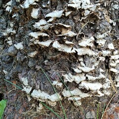 shot of a set of lichen and fungi on a tree trunk in autumn
