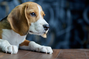 Hungry pleading look of the beagle puppy in the direction of the wooden table. Pretty thoroughbred dog begs