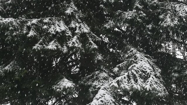 snowing on pine tree 