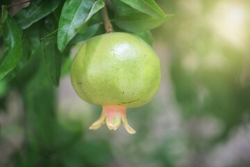 Pomegranate fruit on a tree in the morning rays of the sun on a sunny day. Picking pomegranate fruits