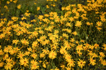 Obraz premium arnica