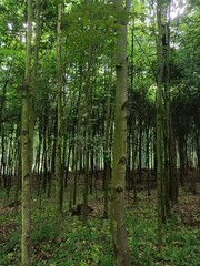inside of green forest in the spring