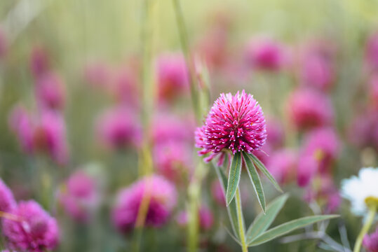 Summer floral background of flowering clover. Scenic wild red clover blooming