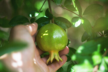 Pomegranate fruit on a tree in the morning rays of the sun on a sunny day. Picking pomegranate fruits