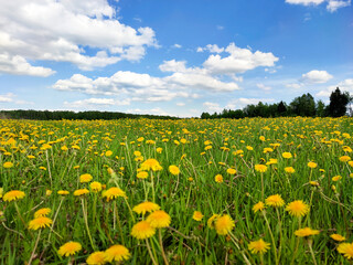 field of dandelions