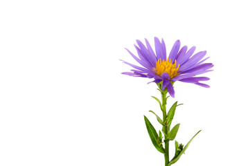 spring color  flower isolated on white background.