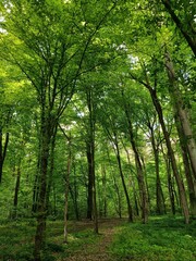 Fototapeta na wymiar inside of green forest in the summer