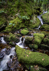 Fototapeta premium Long exposure of a stream running through moss covered rocks