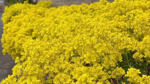  yellow flowers of rapes in city on sunny day
