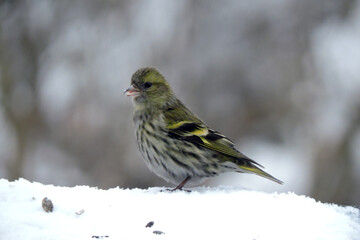 A portrait of a female European siskin sitting in snow, blurred background