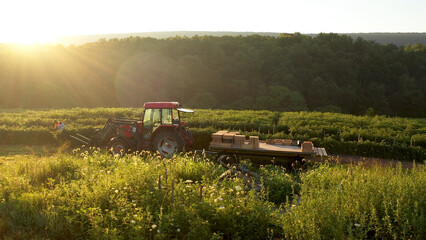 Fototapeta premium View of tractor with men sorting tomatoes on flatbed trailer sitting in a field of tomato plants at sunrise.