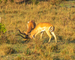 impala in continent