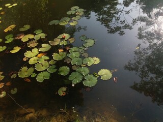 leaves in water