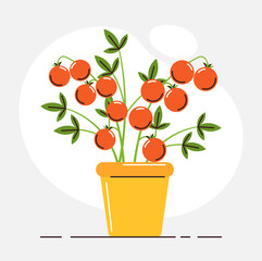 Organic tomato plant in pot. Healthy tomato plant with green foliage and ripe juicy red fruit. Vector illustration