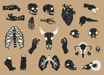 Set of organs and bones of the body of animals and humans in boho style