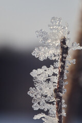 Frozen snowflake branches on a plant on a winter day. Snowflakes shot in the morning sunlight.