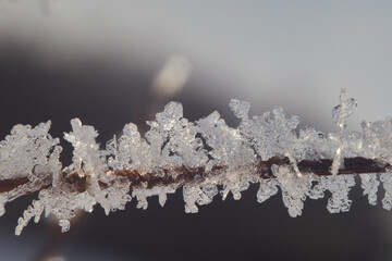 Frozen snowflakes on a bush branch on a cold winter day. Snowflakes shot in the morning sunlight.
