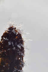 Snowflakes cluster on a flower in the morning sunlight. Frozen snow sitting on a flower on a winter day.