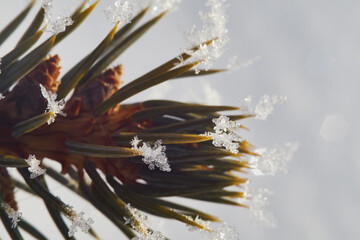 Christmas tree spikes covered in snowflakes. Frozen snow on tree spikes shot in the winter morning sunlight.