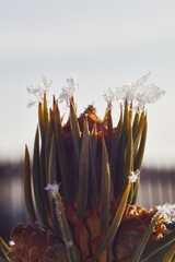 Top of a small Christmas tree covered in snowflakes. Christmas tree spikes shot on a cold winter morning in the sun.
