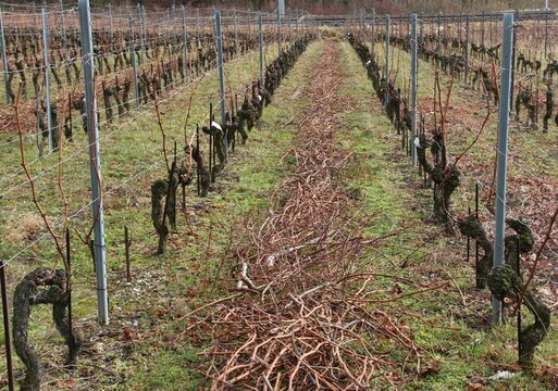 Taille de la vigne en hiver.