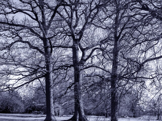 Three trees with bare winter branches in black and white