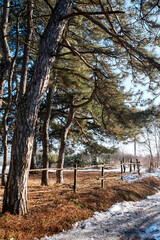 Glade in a pine forest in winter