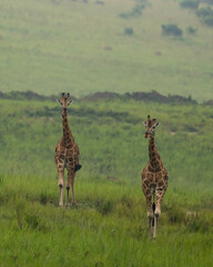 giraffe in the savannah
