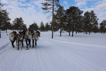 Reindeer run at the Reindeer Herder's Day competition