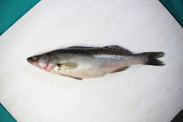 fresh zander fish on white table with green background