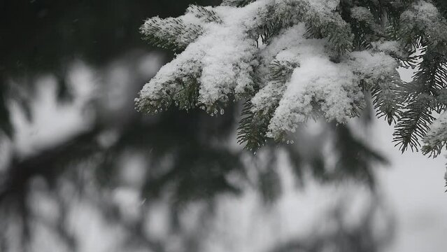 snowing on pine tree 