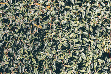 Natural green leaf texture. Colour tonning. Outdoors