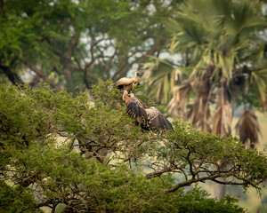 Vulture  in the wild
