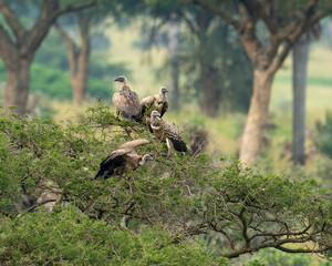 Vulture
