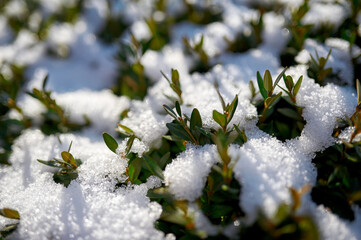 Green boxwood bush under snow in winter