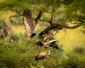 vulture in flight