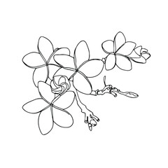 Frangipani or plumeria tropical blossom doodle.