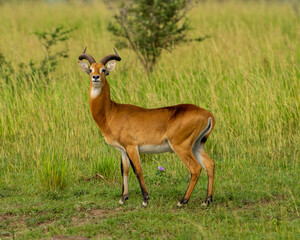 Antelope