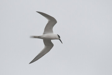 Sterna Beccapesci (Sterna sandvicensis) in volo su sfondo cielo chiaro,ritratto