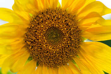 Obraz premium Yellow sunflower close-up on the field. Summer and autumn background