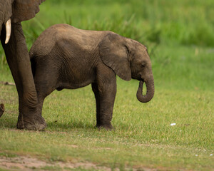 Elephant baby