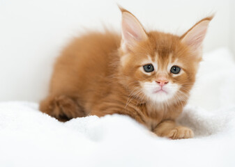 Cute pets. Maine Coon kittens on a white background.