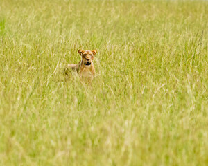 lion in the grass