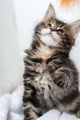 Cute pets. Maine Coon kittens on a white background.