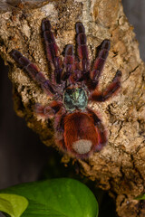 Caribena Versicolor, tarantula in a terrarium, Caribena Versicolor in a Terrarium, beautful spider