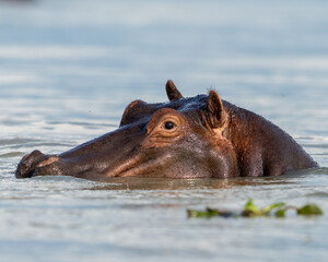 hippopotamus in water